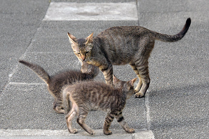 街のねこたち