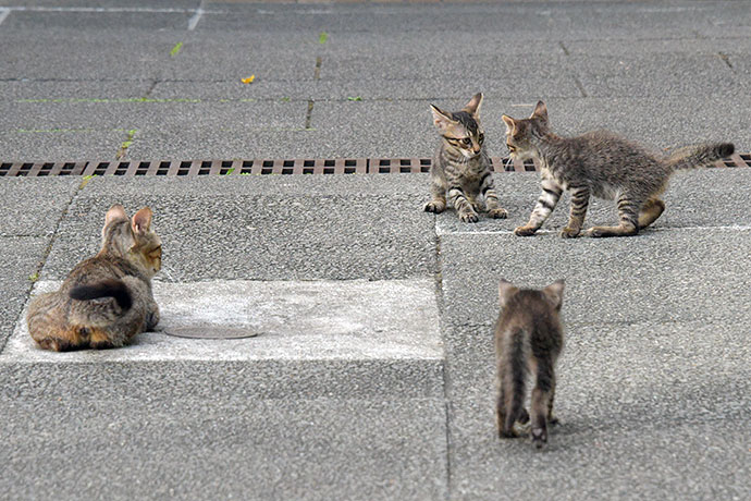 街のねこたち