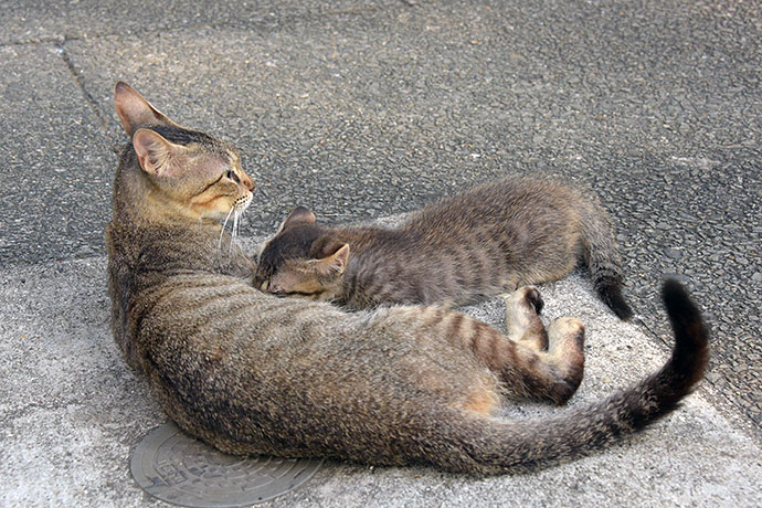 街のねこたち