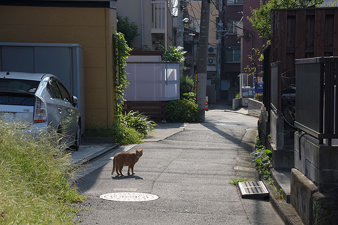 街のねこたち