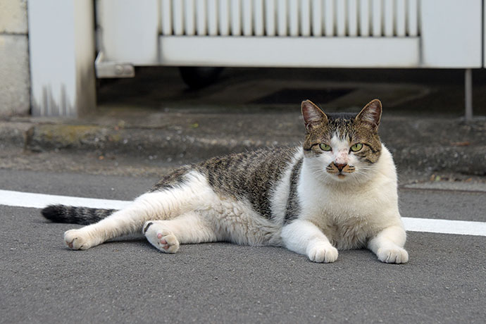 街のねこたち