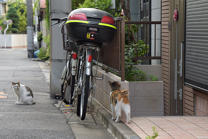 街のねこたち