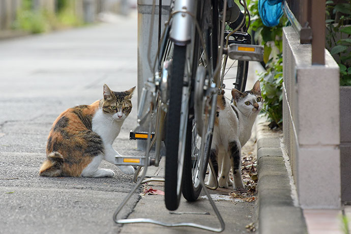 街のねこたち