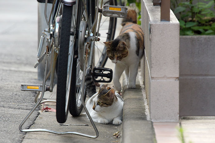 街のねこたち