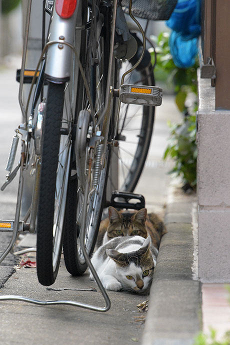 街のねこたち