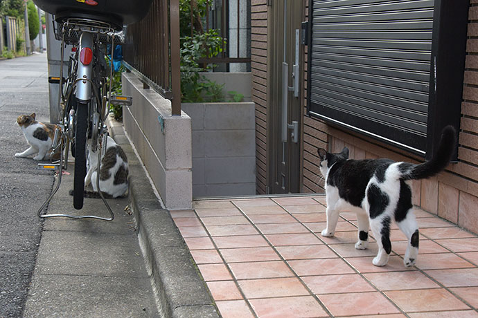 街のねこたち