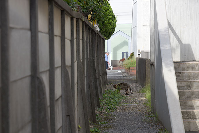 街のねこたち