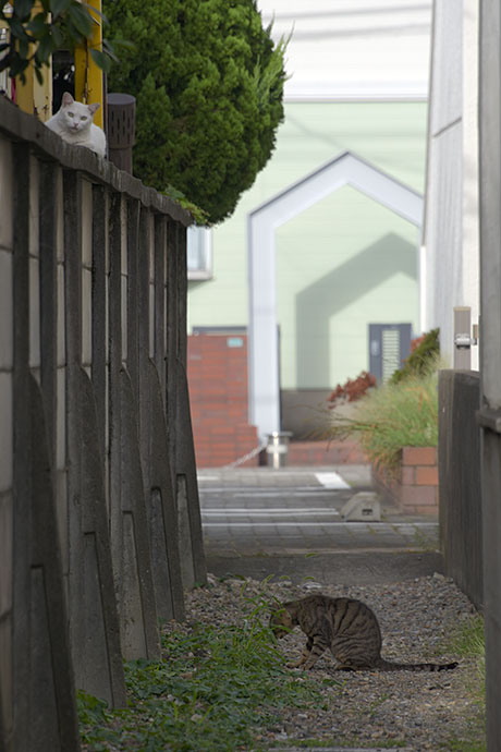 街のねこたち