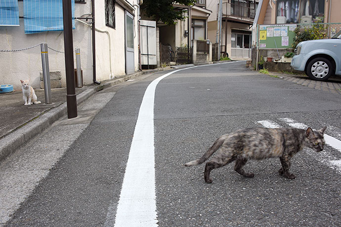 街のねこたち