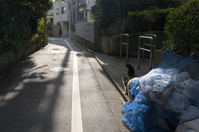 街のねこたち
