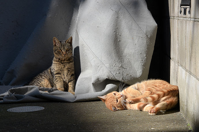 街のねこたち