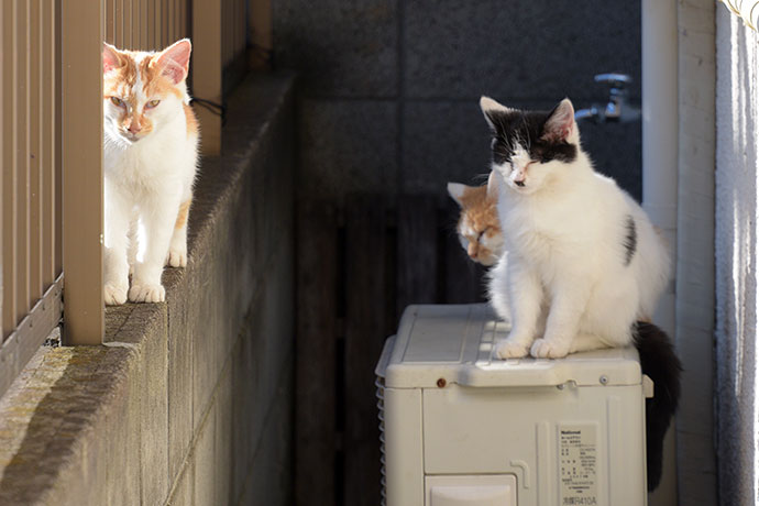 街のねこたち