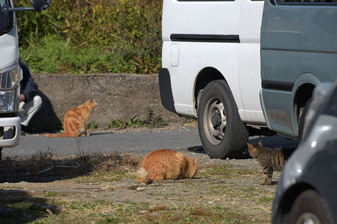 街のねこたち