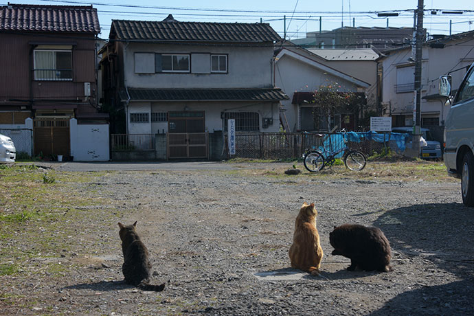街のねこたち