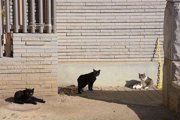 街のねこたち