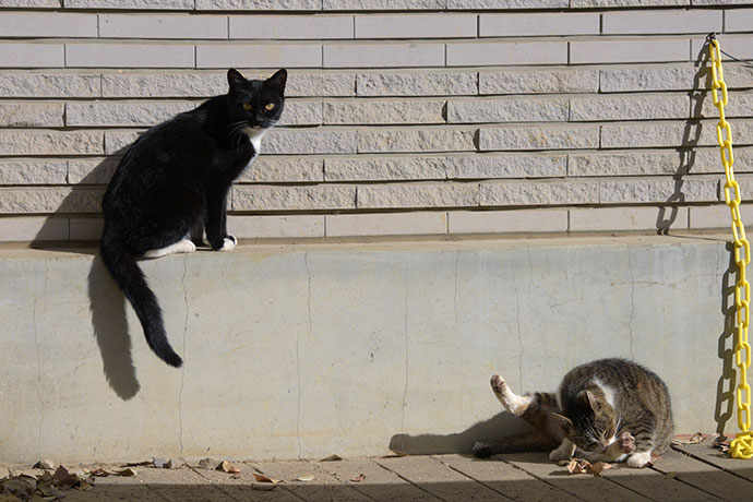 街のねこたち