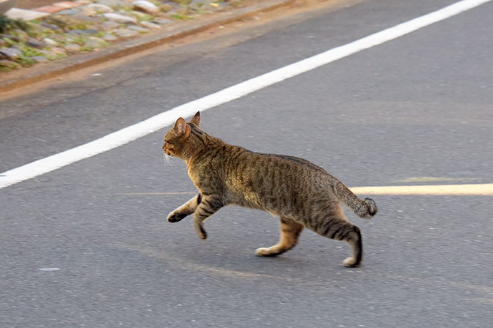 街のねこたち