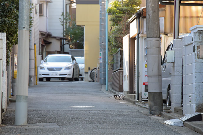 街のねこたち