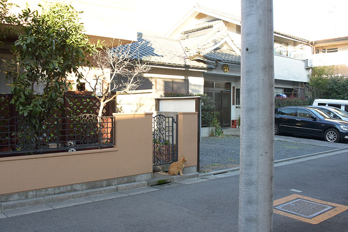 街のねこたち