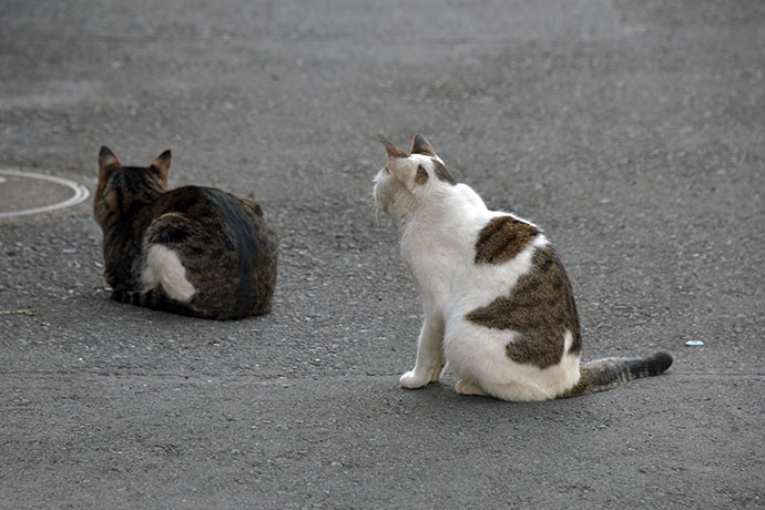 街のねこたち