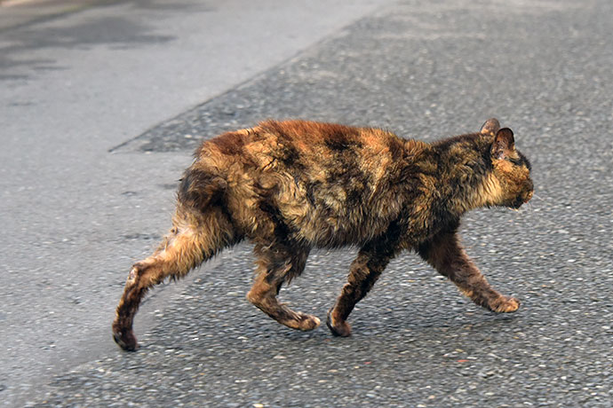 街のねこたち