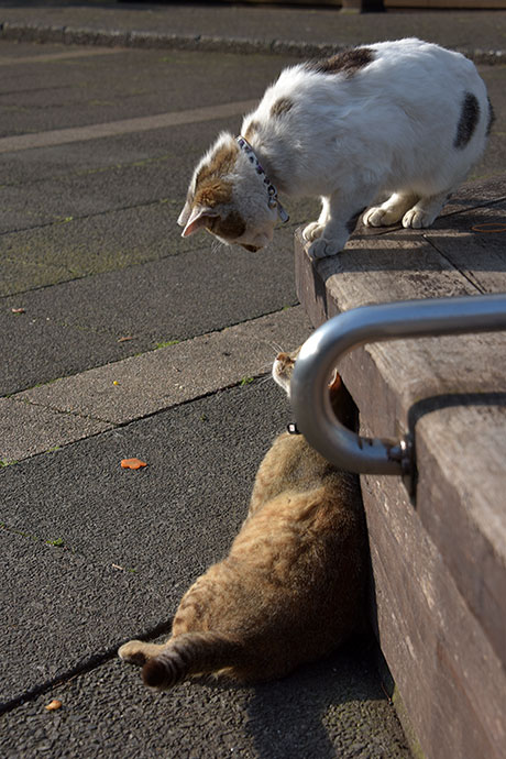 街のねこたち