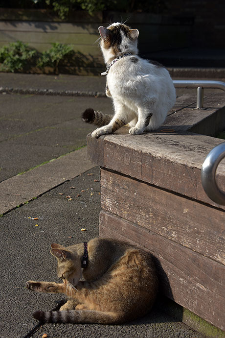 街のねこたち