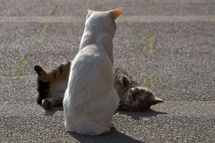 街のねこたち