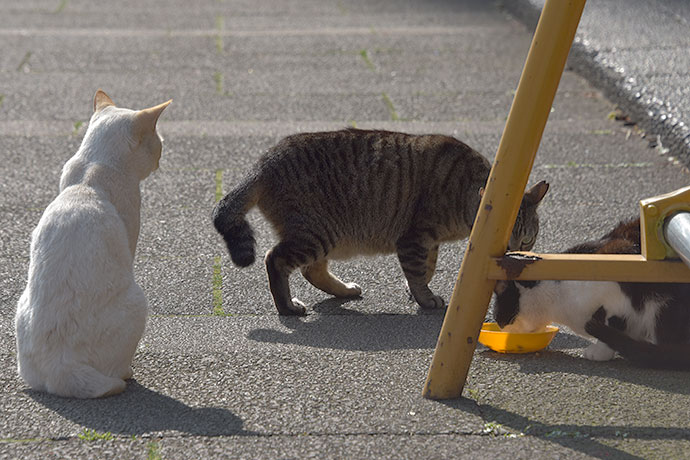 街のねこたち