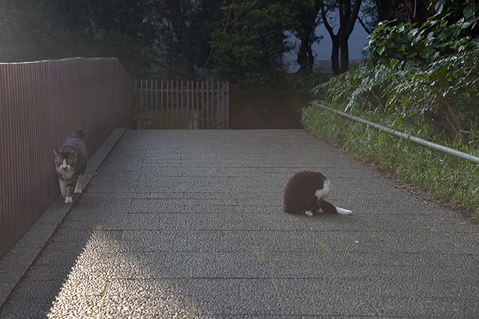 街のねこたち