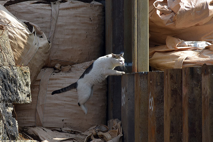 街のねこたち