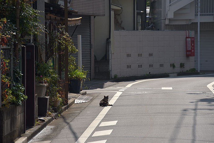 街のねこたち