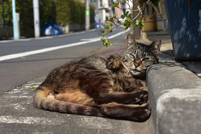 街のねこたち