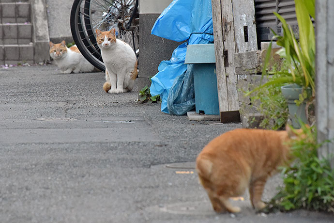 街のねこたち