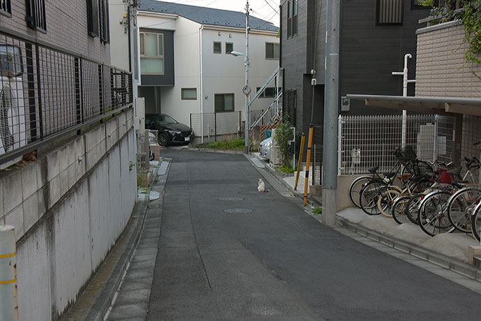 街のねこたち