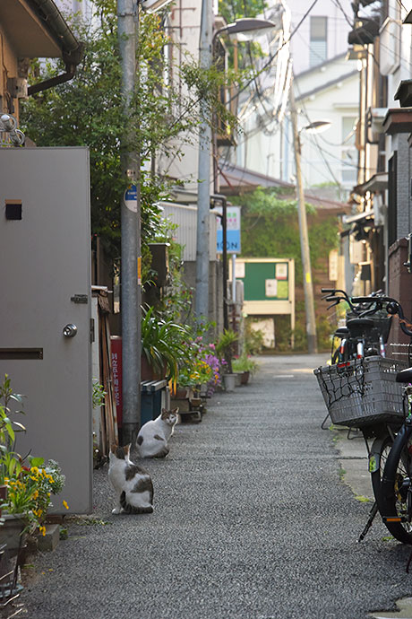 街のねこたち