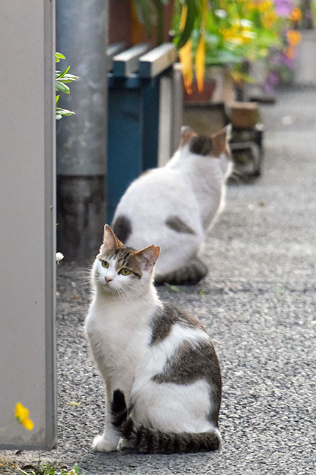 街のねこたち