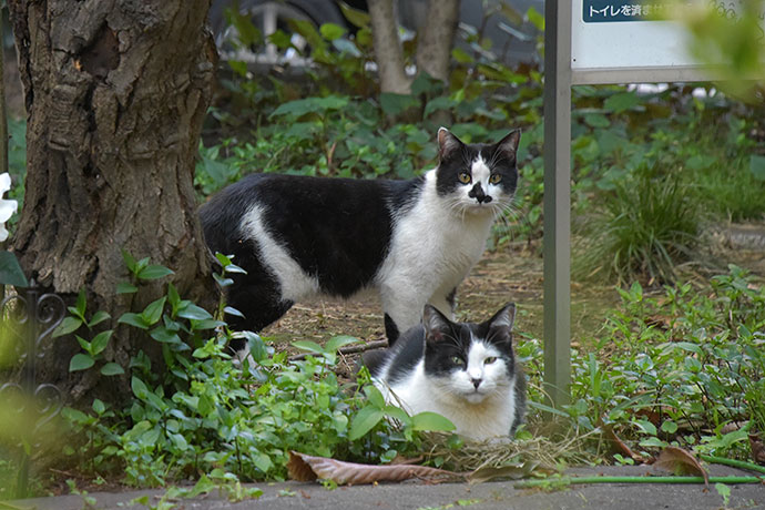 街のねこたち