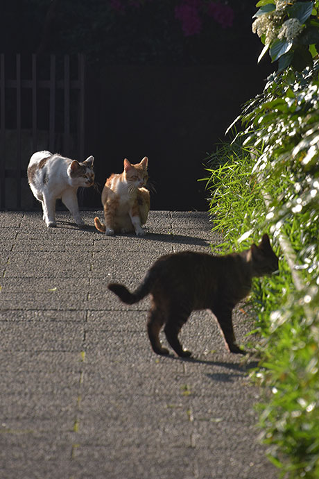 街のねこたち