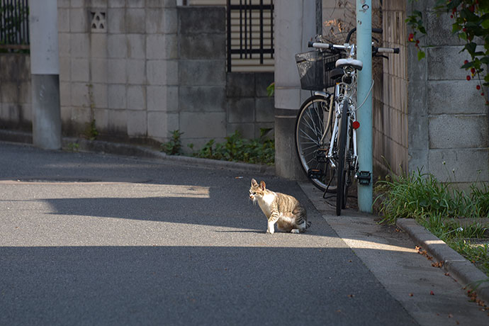 街のねこたち