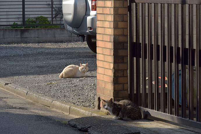 街のねこたち