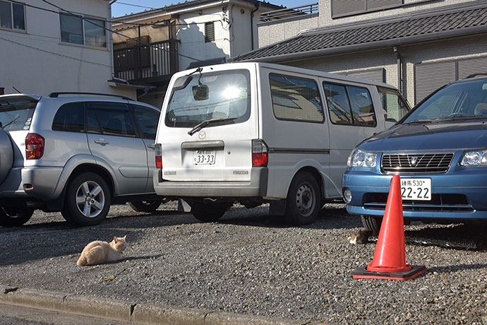 街のねこたち