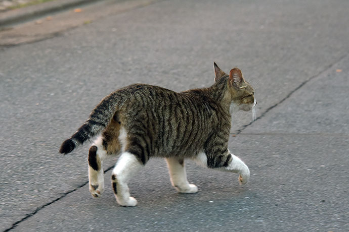 街のねこたち