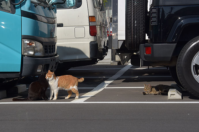 街のねこたち