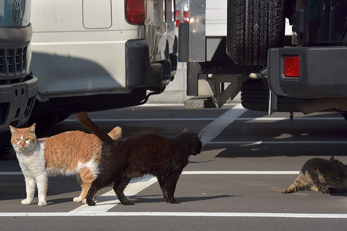 街のねこたち