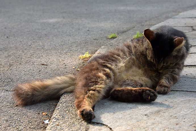 街のねこたち
