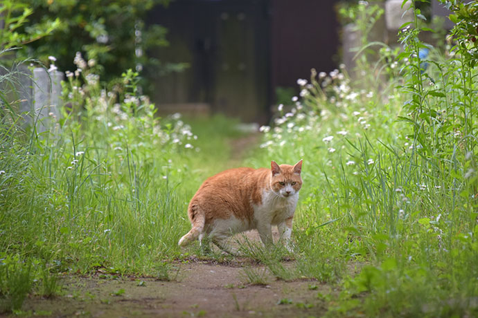街のねこたち