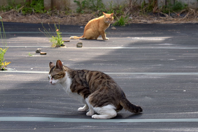 街のねこたち