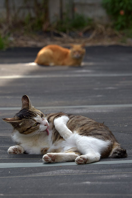街のねこたち