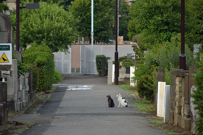 街のねこたち